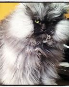 Image result for Angry Grey Cat Meme