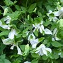 Image result for Clematis viticella alba luxurians