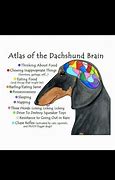 Image result for Dachshund Brain