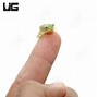 Image result for Glass Tree Frog