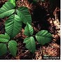 Image result for Poison Ivy Leaf