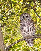 Image result for Barred Owl Characteristics