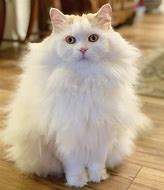 Image result for Fuzzy My Cat
