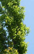 Image result for Quercus palustris Green Pillar