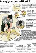 Image result for CPR for Pets