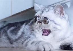 Image result for Scared Cat Meme GIF
