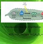 Image result for ADP Photosynthesis