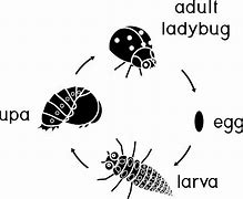 Image result for Insect Life Cycle Icon
