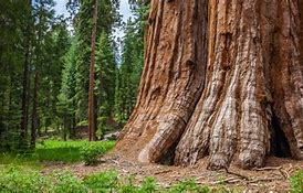 Image result for Million Year Old Tree