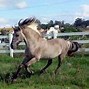 Image result for Rarest Horse Breed