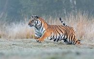 Image result for Running Tiger iPhone Wallpaper