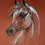 Image result for Arabian Horse Prints