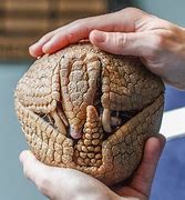 Image result for Giant Armadillo Rolled Up