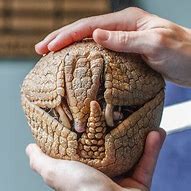 Image result for Half Rolled Up Armadillo