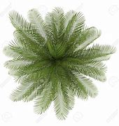 Image result for Palm Tree Photoshop
