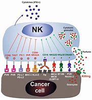 Image result for Nk Cell Activation
