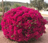 Image result for Arizona Desert Flowering Plants