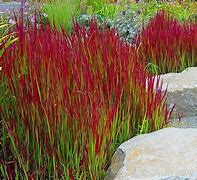 Image result for Imperata Red Baron 