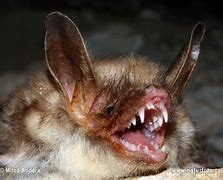 Image result for Mouse-Eared Bat