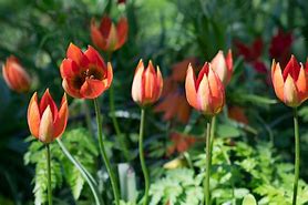 Image result for Tulipa hageri