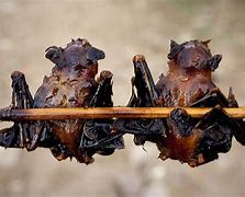 Image result for Bat Meat