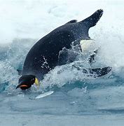 Image result for Emperor Penguin Sliding