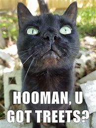 Image result for Hooman Cat Meme