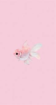 Image result for iPhone Original Wallpaper Fish