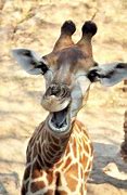 Image result for Funny Animal Giraffe