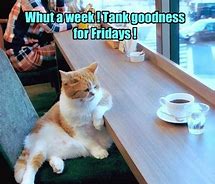 Image result for Work Meme Ugly Cat Friday