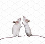 Image result for 2 Mice
