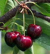 Image result for Prunus avium Bigarreau Gaucher