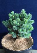 Image result for Picea pungens Pali