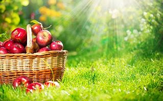 Image result for Apple Orchard Background