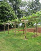 Image result for 1 Grape Vine Trellis