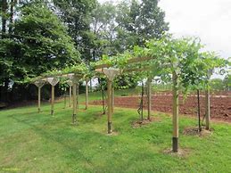 Image result for Grape Plant Support