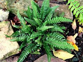 Image result for Polystichum Shiny Holly Fern