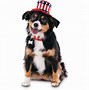 Image result for American Flag Animal