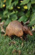 Image result for 9 Band Armadillo