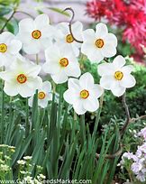 Image result for Narcissus actaea