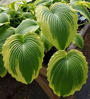 Bildergebnis für Hosta Bridal Falls