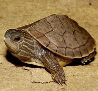 Image result for Graptemys Emydidae