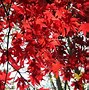 Image result for Red Japanese Maple Leaves