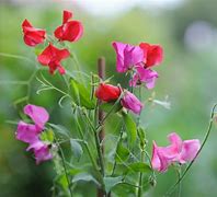 Image result for Sweet Pea Flower Garden