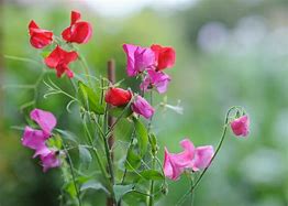 Image result for Sweet Pea Flower Garden