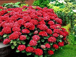 Image result for Hydrangea macrophylla Hot Red