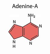 Image result for adedina