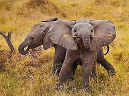 Image result for Asian Elephants Cute