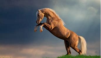 Image result for Palomino Horse Breeds