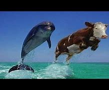 Image result for Funniest Animals in the World